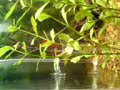 Difusor de CO2 BOyu 130 - Aquario Plantado 