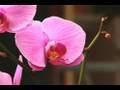 Watering Orchids