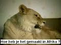the lion king