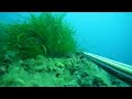 Spearfishing Pescasub Dentex strapped...