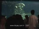 Valencia Oceanarium - Part 1 Valencia Oceanarium - Part 1