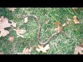 Arkansas vs. Snake