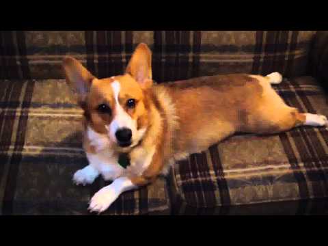Cosmic Corgi Breeding - Arrow Meets The World