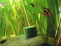 Chinese algae-eater / Siamesische Saugschmerle [2/2]