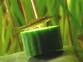 Chinese algae-eater / Siamesische Saugschmerle [2/2]