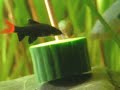 Chinese algae-eater / Siamesische Saugschmerle [2/2]