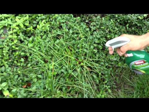 how to remove grass and replant