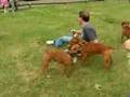 Rico-my-staffy-with-