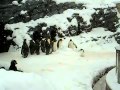 Heavy Metal Penguin - animals, dancing, happy feet, heavy metal, penguin, rock, funny