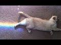 STOP LAUGHING IF YOU CAN - Extremely FUNNY ANIMAL compilation STOP LAUGHING IF YOU CAN - Extremely FUNNY ANIMAL compilation