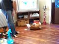 Basenji