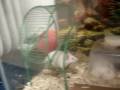 reptile room and mice breeding part 2