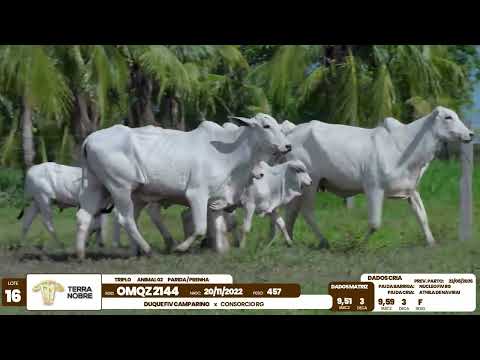 1� De Olho na Fazenda - Terra Nobre