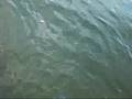 Bowfin DOGFISH Fishing Gravel Lake, MI