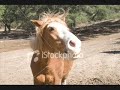 palomino horses! palomino horses!