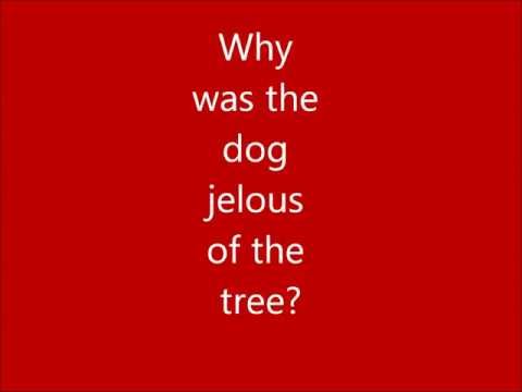 Silly and Humourous Animal Jokes