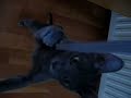Playing korat cat Playing korat cat
