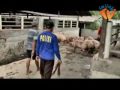 rumah pemotongan Babi.flv