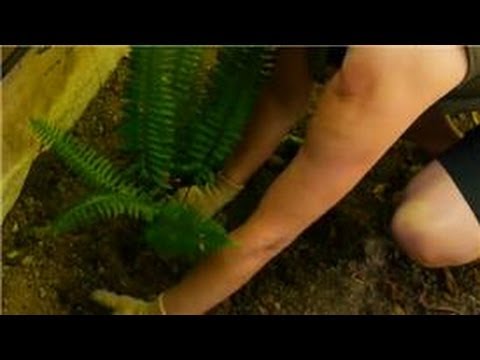 how to transplant a fern