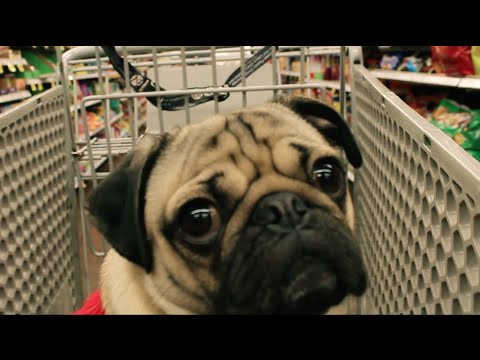 DOUG THE PUG (All I Want For Christmas Is Food)
