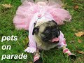 Pets On Parade