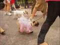 Pets On Parade