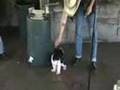 videos de Wookie Plays Bass