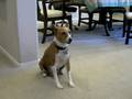 Basenji