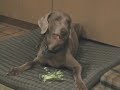 Weimaraner Enjoys His Broccoli