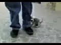 mi perra beagle muela kn mi pantalon matandolo