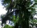Spanish Moss Tree at Government Canyon State Park