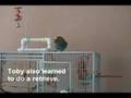 Meyer's Parrot Positive Reinforcement Training