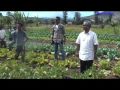 Agricultores Aileu
