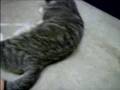 Cats-in-heat