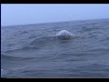 AXYS TRIAXYS Directional Wave Buoy deployed