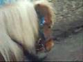 Horse Riding