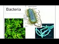 Introduction To Bacteria