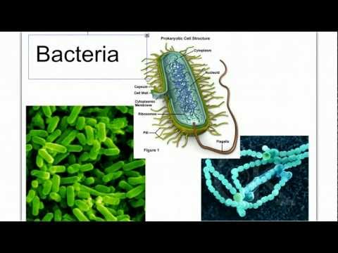 how to isolate spore forming bacteria