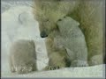 Baby Animals and Their Mothers Baby Animals and Their Mothers
