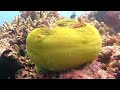 Bunaken Diving