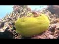 Bunaken Diving