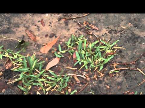 how to replant dead lawn