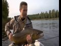 Extremely nice trout catched in Sweden (Klarälven, Forshaga)