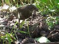 Amsel- Aufnahmen