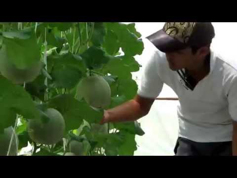 การปลูกเมล่อน - japaness musk melon and tomato grow in thailand farm เมล่อนญี่ปุ่น และ มะเขือเทศ ที่ปลูกใน ประเทศไทย...