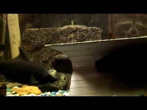 how to care knife fish