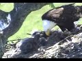 Male tries to take food Male tries to take food