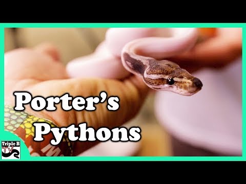 YouTube reptile video