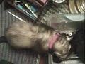my-ferret-stealing-funny.html
