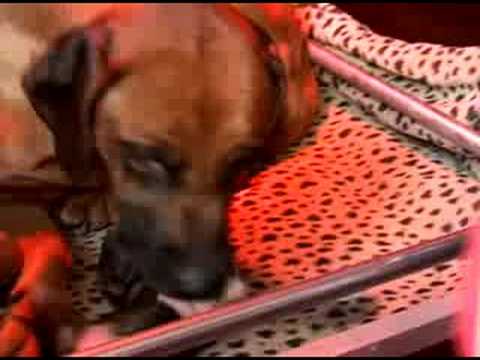 Rhodesian Ridgeback Giving Birth